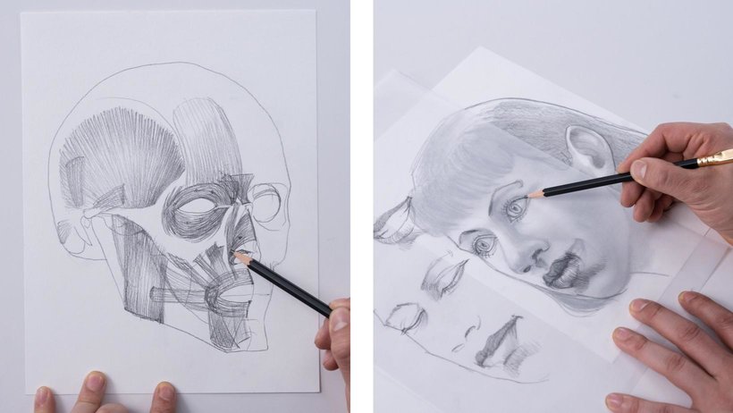 Dibujo anatómico de la cabeza humana | 